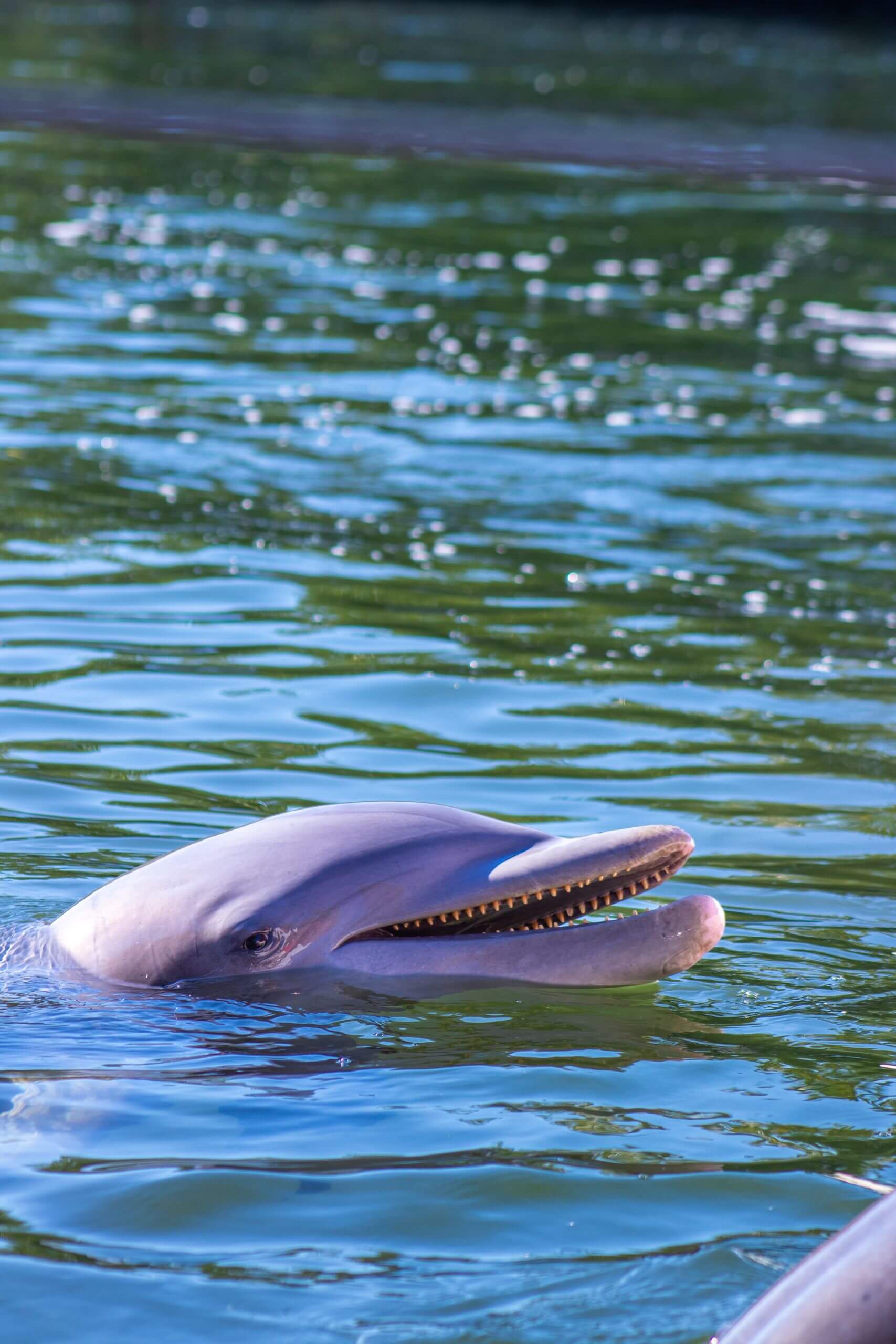A dolphin joyfully swimming in clear blue water with a playful expression.