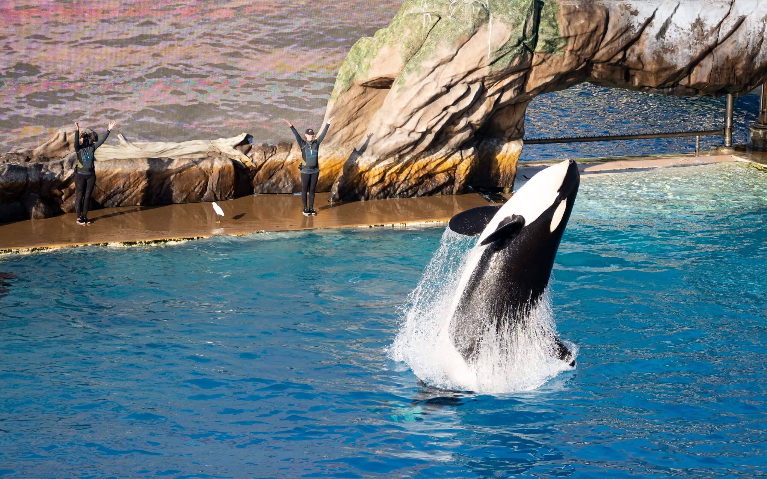 Spectacular orca whale show at SeaWorld San Diego with trainers in action.